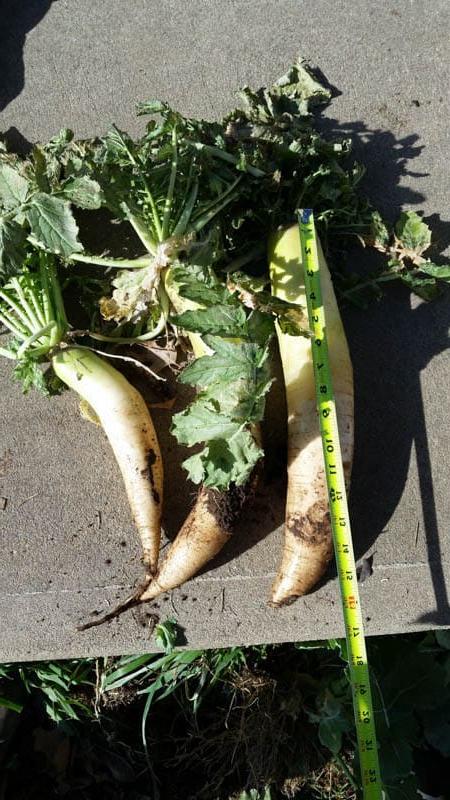 Buster radishes being measured with a tape measurer