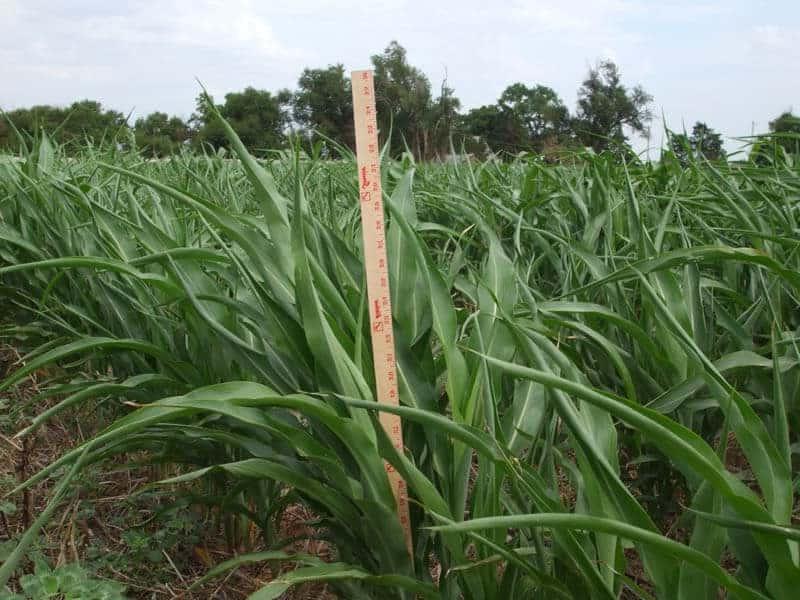 Meter stick measuring Sudan Grass